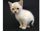 Adopt Olivia s boy 2 (adoption pending) a Siamese