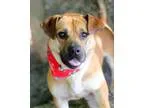Adopt Bosco a TanYellowFawn Tibetan Mastiff  Basset Hound  Mixed