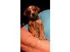 Adopt Melanie LBM a TanYellowFawn - with White Dachshund  Beagle