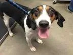 Adopt COOPER a Tricolor (TanBrown and Black and White) Plott Hou