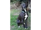 Adopt Goose a BrownChocolate - with Black Pit Bull Terrier  Labr