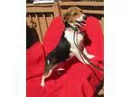 Seattle Pet Sitter with 2 years of Pet Care Experience - Lechai 