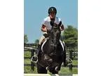 Athletic pony mare for sale or trade