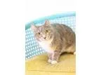 Adopt Ashlynn---&gtCurren tly at PetSmart in West Fargo a Domest