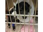 Adopt Rylee a Dachshund