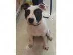 Adopt Lily a Pit Bull Terrier