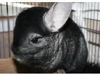 Adopt Delilah a Chinchilla