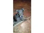 Adopt Quila a Pit Bull Terrier German Shepherd Dog