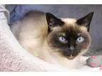 Adopt Dulceneeds foster home a Cream or Ivory Siamese (short coa