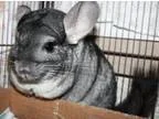 Adopt Rae a Chinchilla