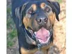 Adopt Diesel a Black - with Tan Yellow or Fawn Rottweiler  Retri