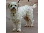Adopt Casper a Lhasa Apso  Cocker Spaniel dog in Half Moon Bay C