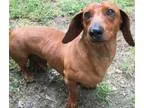 Adopt Red Beans a Dachshund