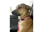 Adopt LibertiADOPTED a Shepherd