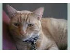 Adopt Gus a Tabby - Orange