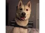 Adopt Rilee a Siberian Husky