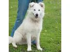 Adopt Rio a White Great Pyrenees  Samoyed  Mixed dog in New Mart