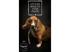 Adopt King Frederick a BrownChocolate - with White Basset Hound 