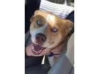 Adopt Juno a TanYellowFawn Husky  Mixed dog in Summerville SC (1