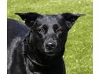 Adopt Joan a Black Labrador Retriever  Mixed dog in Wichita KS (