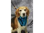 Adopt Ollie a Tricolor (TanBrown and Black and White) Beagle  Mi