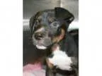 Adopt Islamorada a Pit Bull Terrier Mixed dog in Irving TX (