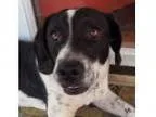 Adopt Winston a Pointer Beagle