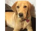 Adopt Penny Lane a TanYellowFawn Golden Retriever  Labrador Retr
