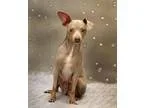 Adopt Camille a Miniature Pinscher