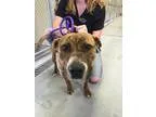 Adopt Mandu a Brindle - with White Pit Bull Terrier  Mixed dog i