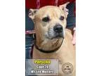 Adopt 26 Porscha a Boxer