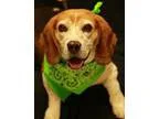 Adopt Ollie a Tricolor (TanBrown and Black and White) Beagle  Mi