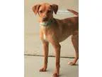 Adopt Miller a BrownChocolate - with White Miniature Pinscher  M