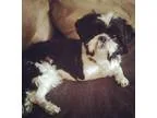 Adopt Trina a Black - with White Shih Tzu  Mixed dog in Bowie MD