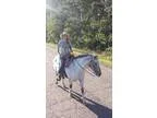 Grade Appaloosa Paint Pony Cross Mare
