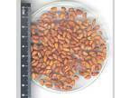Voacanga africana seeds available.
