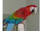 Healthy and Active Scarlet Macaw Birds
