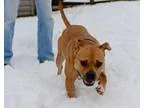 Adopt Morgan a Pit Bull Terrier Boxer