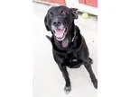 Adopt Presley a Labrador Retriever
