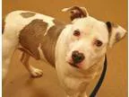 Adopt Star Boston puppy a Boston Terrier