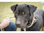 Adopt Dante a Rottweiler
