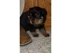 Rottweilers Puppies for sale500