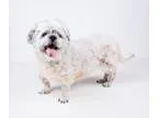 Adopt Poochie a GrayBlueSilverSal t and Pepper Miniature Poodle 