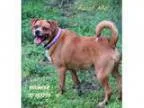 Adopt Bouncer a Beagle Pug