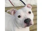 Adopt Dove a Pit Bull Terrier Boxer