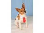 Adopt Domino a Jack Russell Terrier Fox Terrier