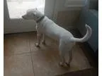 Adopt Harley a White - with Black Jack Russell Terrier  Labrador