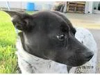 Adopt Mercury a White - with Black Jack Russell Terrier  Mixed d
