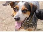 Adopt ARBY a Bluetick Coonhound Beagle
