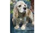 Adopt Fiero a TanYellowFawn Cocker Spaniel  Mixed dog in Memphis